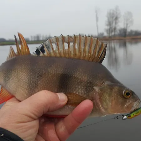 Danielsja Willa Osiek (Plonsk)