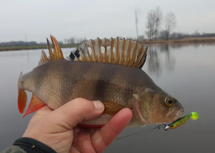 Danielsja Villa Osiek (Plonsk)